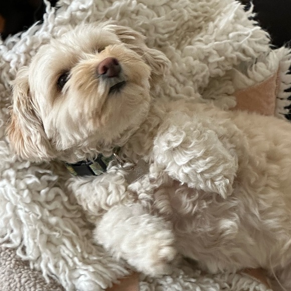 Meet your Posher, Daisy - Picture 1 of 4